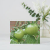 Briefkaart groene tomaten (Staand voorkant)
