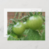 Briefkaart groene tomaten (Voorkant / Achterkant)