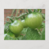 Briefkaart groene tomaten (Voorkant)