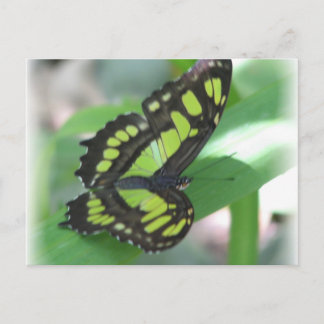Briefkaart groene vlinder