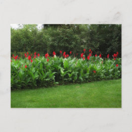 BRIEFKAART ~ GROENHOUSE PLANTEN GARDEN OPEN BEDRIJ
