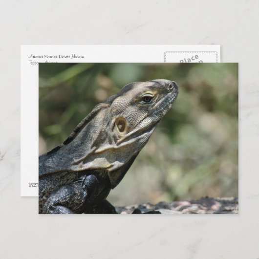 Briefkaart: grote hagedis briefkaart (Voorkant / Achterkant)