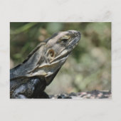 Briefkaart: grote hagedis briefkaart (Voorkant)