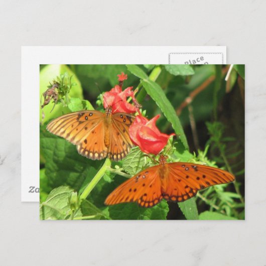 Briefkaart Gulf Fritillary Duo (Voorkant / Achterkant)