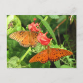 Briefkaart Gulf Fritillary Duo (Voorkant)