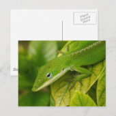 Briefkaart hagedis 01 (Voorkant / Achterkant)