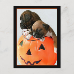 Briefkaart Halloween Boxer puppies