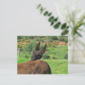 Briefkaart: Happy Donkey. Algarve Portugal Briefkaart (Staand voorkant)