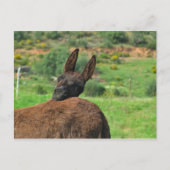 Briefkaart: Happy Donkey. Algarve Portugal Briefkaart (Voorkant)