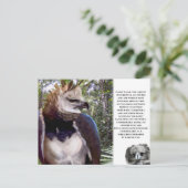 briefkaart "Harpy Eagle" (Staand voorkant)