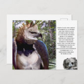 briefkaart "Harpy Eagle" (Voorkant / Achterkant)
