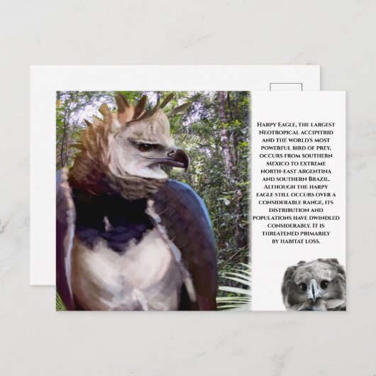 briefkaart "Harpy Eagle" (Voorkant / Achterkant)