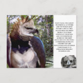 briefkaart "Harpy Eagle" (Voorkant)