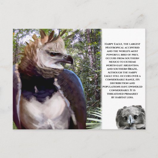 briefkaart "Harpy Eagle" (Voorkant)