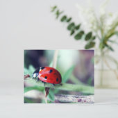 Briefkaart "Harriet" (Staand voorkant)