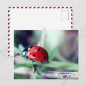 Briefkaart "Harriet" (Voorkant / Achterkant)