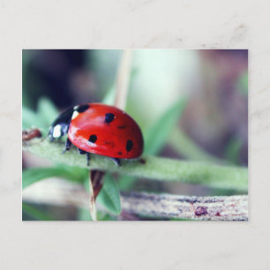 Briefkaart "Harriet"