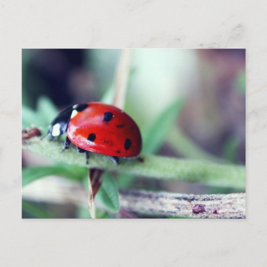 Briefkaart "Harriet" (Voorkant)