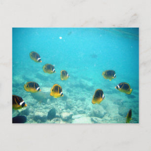 Briefkaart Hawaiian Ocean Scene