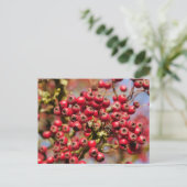Briefkaart Hawthorn Berries (Staand voorkant)