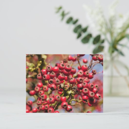 Briefkaart Hawthorn Berries (Staand voorkant)