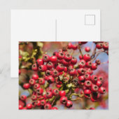 Briefkaart Hawthorn Berries (Voorkant / Achterkant)