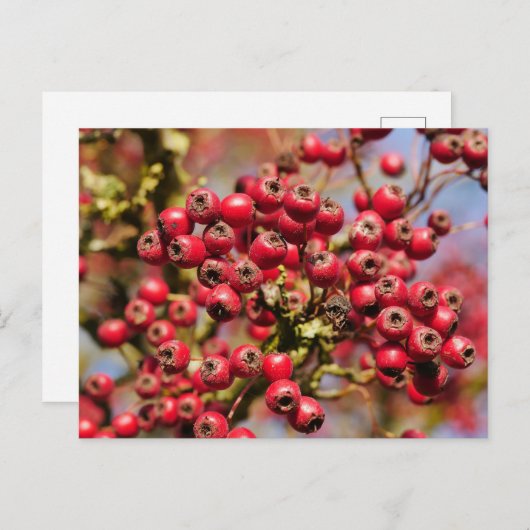 Briefkaart Hawthorn Berries (Voorkant / Achterkant)