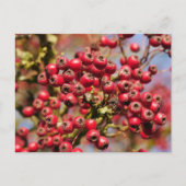 Briefkaart Hawthorn Berries (Voorkant)