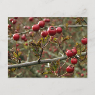 Briefkaart Hawthorn Berries