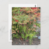 Briefkaart Heavenly Bamboo en Asparagus Fern (Voorkant / Achterkant)