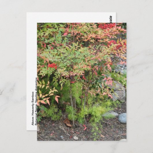 Briefkaart Heavenly Bamboo en Asparagus Fern (Voorkant / Achterkant)