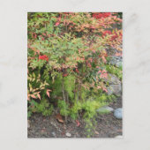 Briefkaart Heavenly Bamboo en Asparagus Fern (Voorkant)