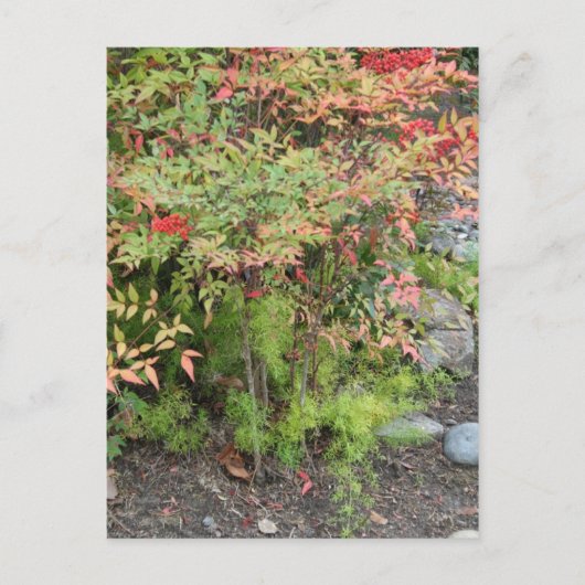 Briefkaart Heavenly Bamboo en Asparagus Fern (Voorkant)