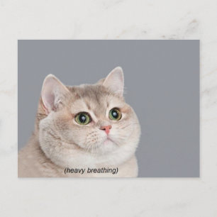 Briefkaart Heavy Breathing Cat Meme
