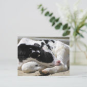 Briefkaart, Heifer, Baby-koeienfotografie Briefkaart (Staand voorkant)