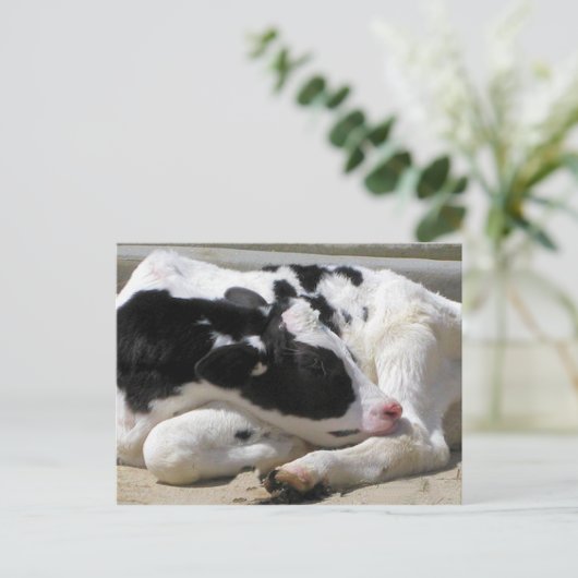 Briefkaart, Heifer, Baby-koeienfotografie Briefkaart (Staand voorkant)