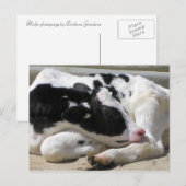 Briefkaart, Heifer, Baby-koeienfotografie Briefkaart (Voorkant / Achterkant)