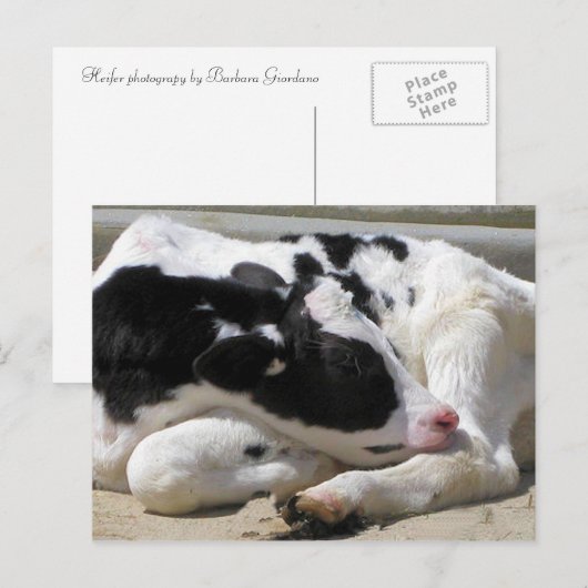 Briefkaart, Heifer, Baby-koeienfotografie Briefkaart (Voorkant / Achterkant)