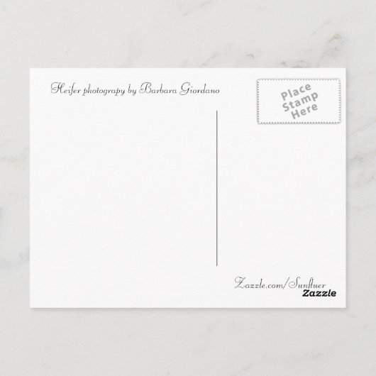 Briefkaart, Heifer, Baby-koeienfotografie Briefkaart (Achterkant)