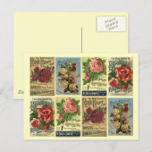 Briefkaart Heirloom Rozen  Roos cultuuradvertentie (Voorkant / Achterkant)