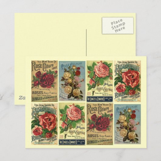 Briefkaart Heirloom Rozen Roos cultuuradvertentie (Voorkant / Achterkant)