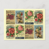 Briefkaart Heirloom Rozen  Roos cultuuradvertentie (Voorkant)