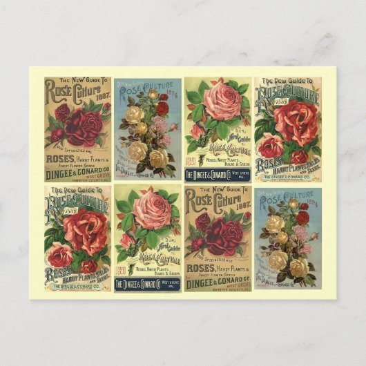 Briefkaart Heirloom Rozen  Roos cultuuradvertentie (Voorkant)