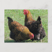 Briefkaart, Hen Sisters Briefkaart (Voorkant)