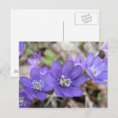 Briefkaart: Hepatica (liverleaf) Briefkaart (Voorkant / Achterkant)