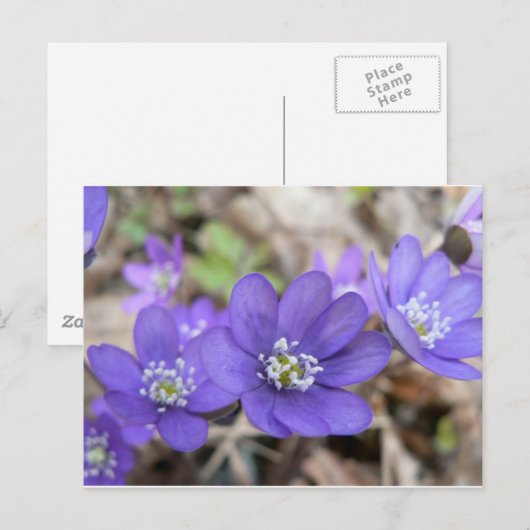 Briefkaart: Hepatica (liverleaf) Briefkaart (Voorkant / Achterkant)