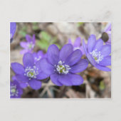 Briefkaart: Hepatica (liverleaf) Briefkaart (Voorkant)