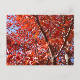 Briefkaart herfst.