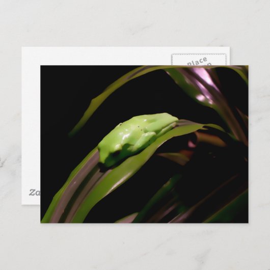 briefkaart "Hiding in Plain Sight" (Voorkant / Achterkant)