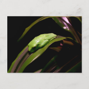 briefkaart "Hiding in Plain Sight"